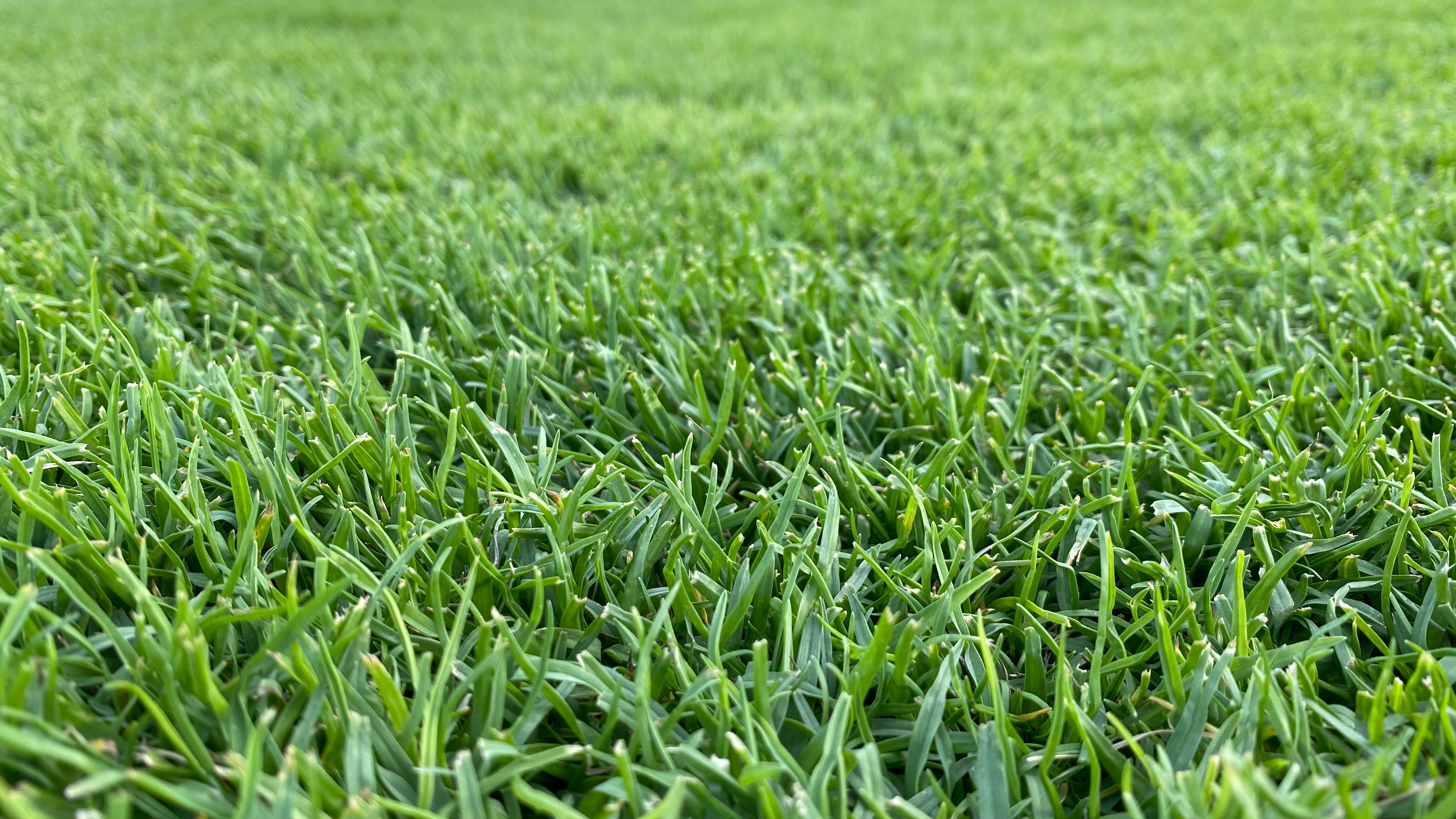 Freshly mowed lawn by Home Care With A Vision