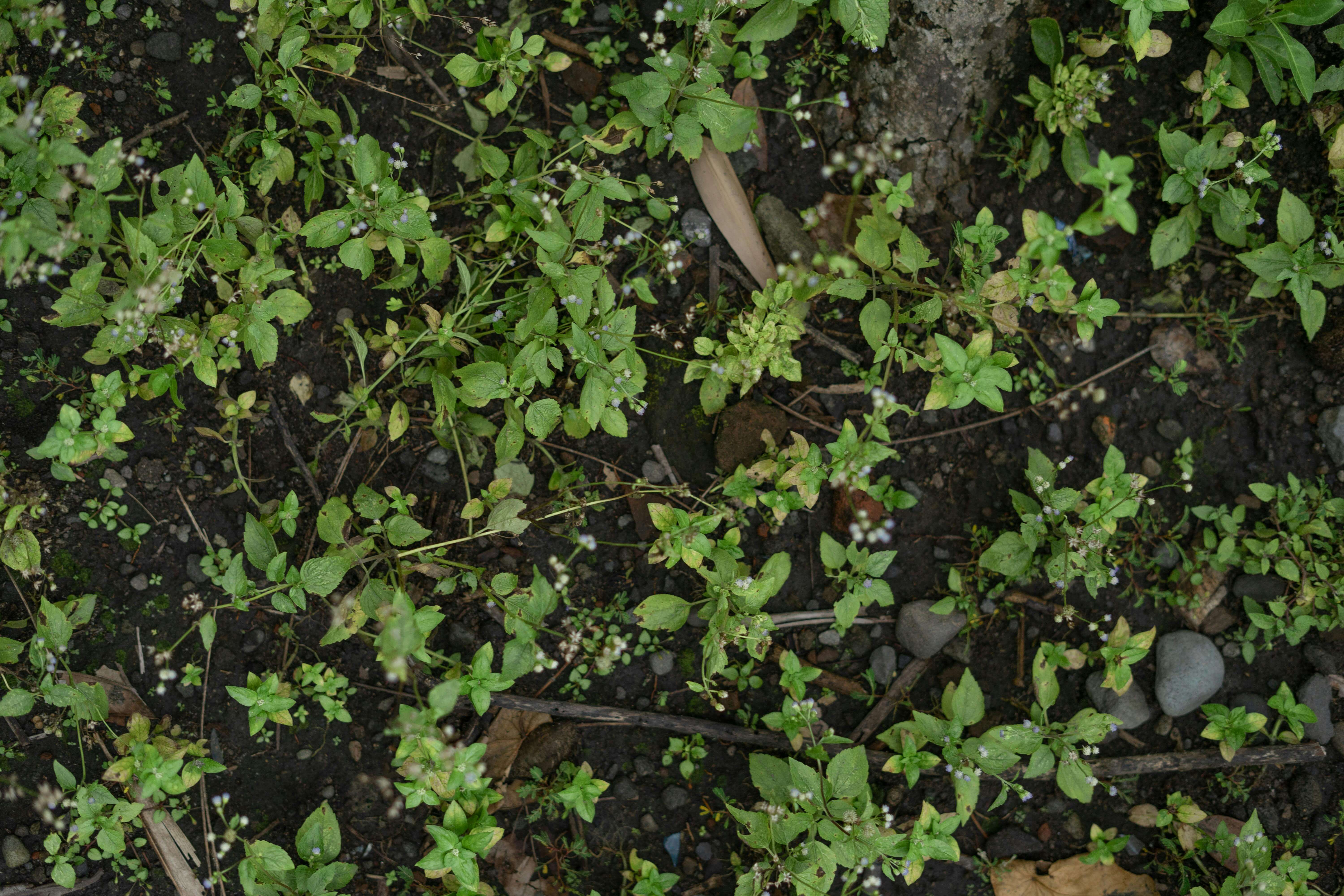 Weeding landscape beds by Home Care With A Vision